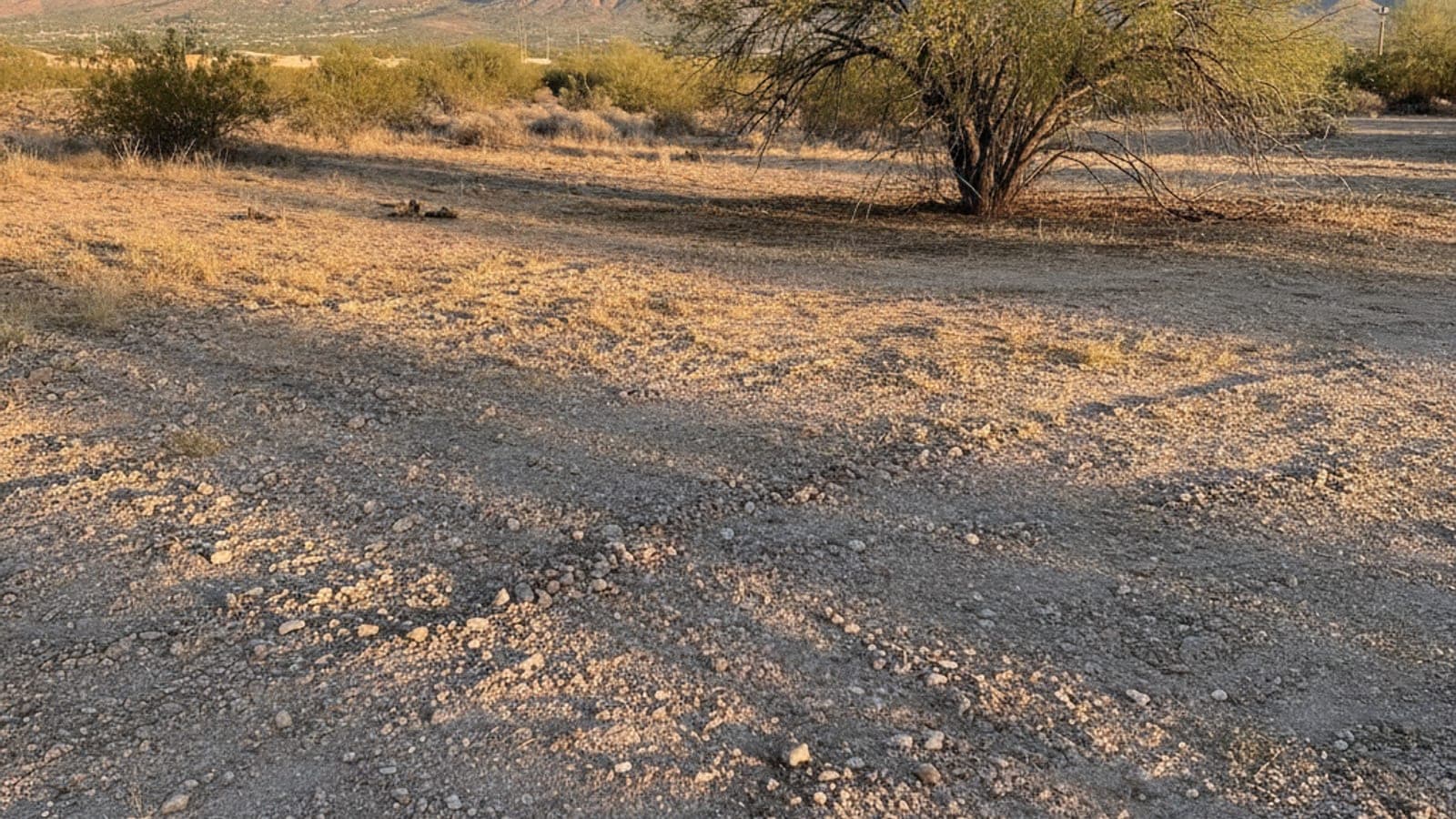 Open Tucson lot with desert soil, a mesquite tree and distant Santa Catalina Mountains in morning light